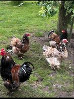 Brahma hennen porselein 5st Kuikens, Dieren en Toebehoren, Pluimvee, Vrouwelijk, Kip