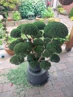 Bonsai supermooi jeneverbes/juniperus, Bloeit niet, Overige soorten, Minder dan 100 cm, Ophalen