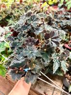 Begonia Dark Mambo - Prachtige kamerplant!, Huis en Inrichting, Kamerplanten, Ophalen of Verzenden