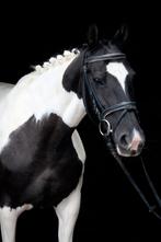 Super lieve brave recreatieve pony, Dieren en Toebehoren, Pony's, Merrie, B, Recreatiepony, D pony (1.37m tot 1.48m)