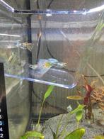 Raszuiver guppen, Ophalen of Verzenden, Nieuw