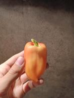 Witte Paprika zaden - 10 zaden, Ophalen of Verzenden