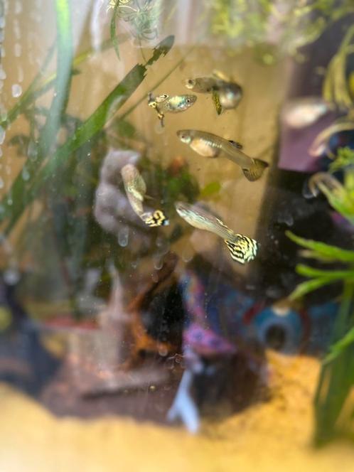 King Cobra guppen, Dieren en Toebehoren, Vissen | Aquariumvissen, Vis