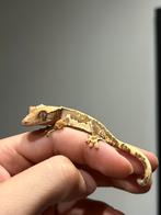 Lilly white Wimper gekko - crested gecko, Dieren en Toebehoren, Reptielen en Amfibieën, Hagedis