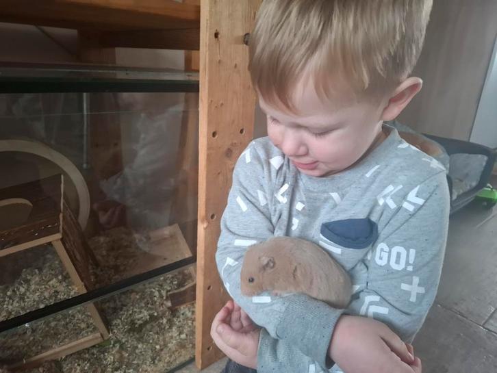 Lieve syrische hamster, Dieren en Toebehoren, Knaagdieren, Vrouwelijk, Hamster, September, Tam