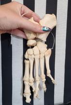 Menselijke voet, osteologie, taxidermie, Antiek en Kunst, Ophalen of Verzenden