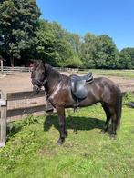 Lieve Ijslander te koop, Dieren en Toebehoren, Paarden, Merrie, Minder dan 160 cm, Gechipt, Zadelmak