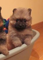 Prachtige pomeriaan - dwergkees puppy, Dieren en Toebehoren, Honden | Poolhonden, Keeshonden en Oertypen, Keeshond, 8 tot 15 weken
