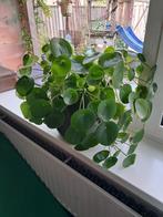 Pannenkoeken plant, Ophalen, In pot, Halfschaduw, Minder dan 100 cm