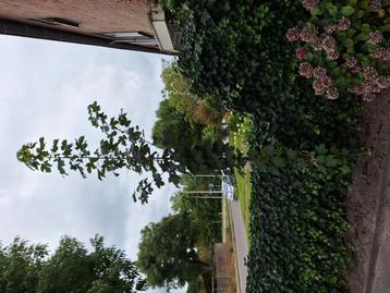 esdoorn 3,5 meter beschikbaar voor biedingen