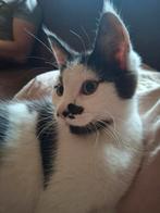 Stitch  mega lief en heel aanhankelijk, Kater, Kortharig, 0 tot 2 jaar