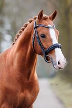 Ruiter gezocht., Dieren en Toebehoren, Paarden en Pony's | Overige Paardenspullen, Ophalen, Nieuw, Dressuur