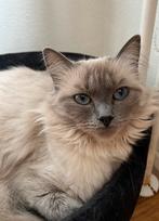 Ragdoll herplaatser, Dieren en Toebehoren, Katten en Kittens | Raskatten | Langhaar, Poes, Gechipt