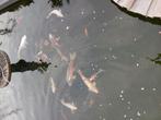 Vijver met toebehoren, Dieren en Toebehoren, Vissen | Vijvervissen, Karper of Koi