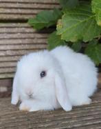 Lief baby minilop konijntje blauwe ogen, Dieren en Toebehoren, Konijnen, Mannelijk, Dwerg, Hangoor, 0 tot 2 jaar