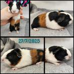 Cavia beertje, Dieren en Toebehoren, Cavia, Mannelijk, Juli, Tam