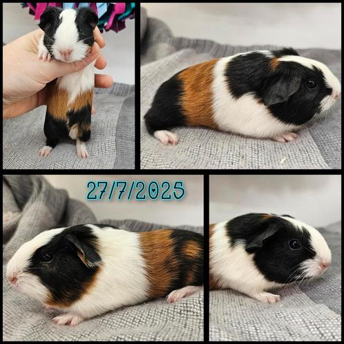 Cavia beertje, Dieren en Toebehoren, Knaagdieren, Mannelijk, Cavia, Juli, Tam