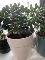 Cactus plant met grote pot €17, Ophalen, Cactus, Volle zon, Minder dan 100 cm