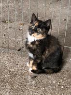 Drie lieve boerderijkittens, Dieren en Toebehoren, Katten en Kittens | Overige Katten, Meerdere dieren
