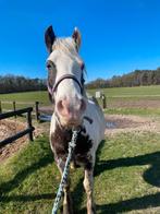 Verzorger/bijrijder gezocht!, Dieren en Toebehoren, Paarden en Pony's | Verzorgingsproducten, Ophalen