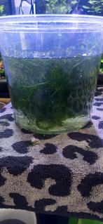 Javamos en levermos, Dieren en Toebehoren, Ophalen of Verzenden, Gebruikt, Plant(en), Steen of Hout