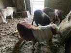 Aangeboden plek voor 1 of 2 Shetlanders, Dieren en Toebehoren, Stalling en Weidegang, Weidegang