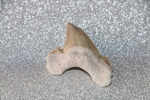 Palaeocarcharodon orientalis, Verzamelen, Mineralen en Fossielen, Fossiel, Ophalen of Verzenden