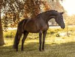 Te Koop exclusieve fokmerrie met bewezen topgenen – Jyvette, Dieren en Toebehoren, Paarden, Merrie, Dressuurpaard, 170 tot 175 cm