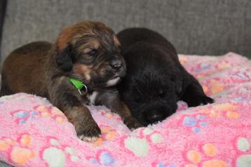 lieve leuke boulab pups beschikbaar voor biedingen