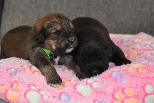 lieve leuke boulab pups, Dieren en Toebehoren, Honden | Niet-rashonden, Groot, Meerdere dieren, Particulier, Meerdere, Nederland