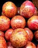 Pluot Dapple Dandy  Bijzondere Kruising pruim abrikoos, Ophalen, Lente, Overige soorten, Volle zon