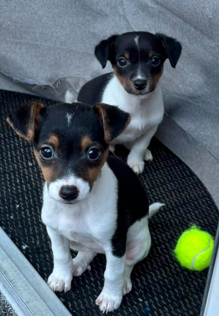 Tri-color Jack Russell pups, Dieren en Toebehoren, Honden | Jack Russells en Terriërs, Meerdere dieren, Jack Russell Terriër, Particulier