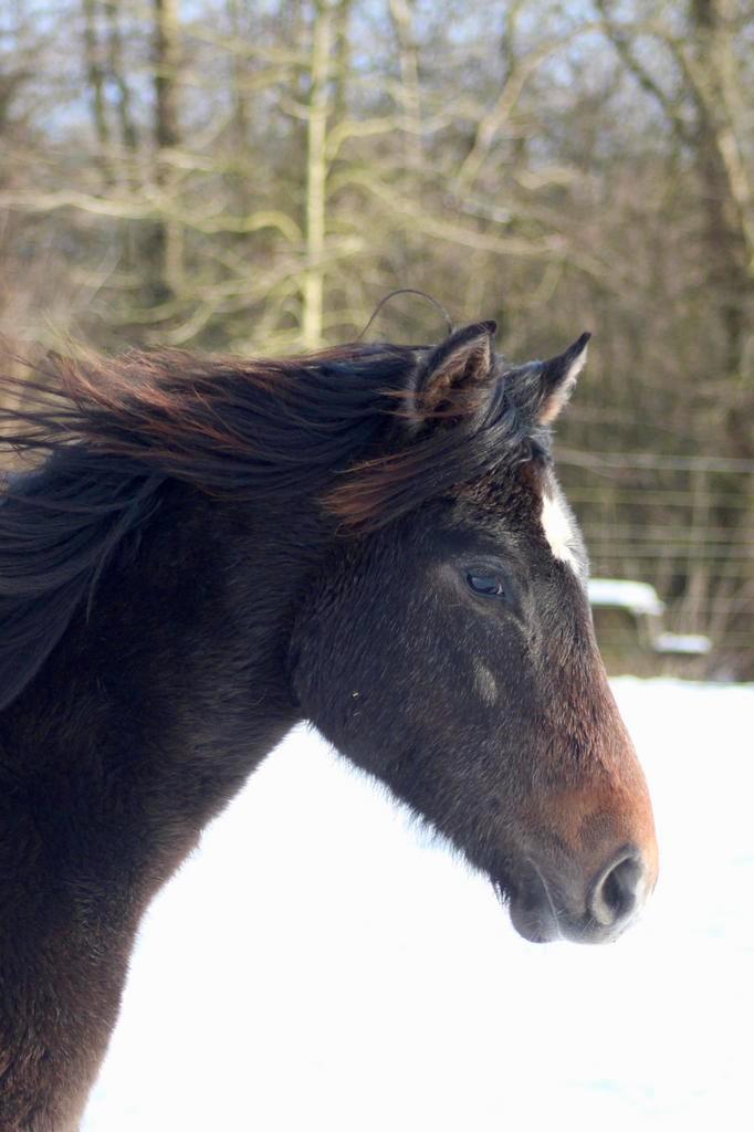 Jaarling ruin met Anglo-Arabische afstamming, Dieren en Toebehoren, Paarden, Ruin, 160 tot 165 cm, 0 tot 2 jaar, Recreatiepaard