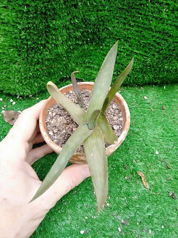 Aloë Vera. Kamerplant in terracotta potje  beschikbaar voor biedingen