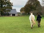 24/7 buitenplek met inloopstal (omgeving Arnhem/Doetinchem), Dieren en Toebehoren, Stalling en Weidegang, Weidegang, 1 paard of pony