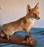 Opgezette vos, vriendelijke kop, Ophalen, Zo goed als nieuw, Hond of Kat, Beeldje of Figuurtje