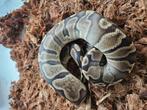 Koningspythons, ballpython, Dieren en Toebehoren, Slang, 0 tot 2 jaar