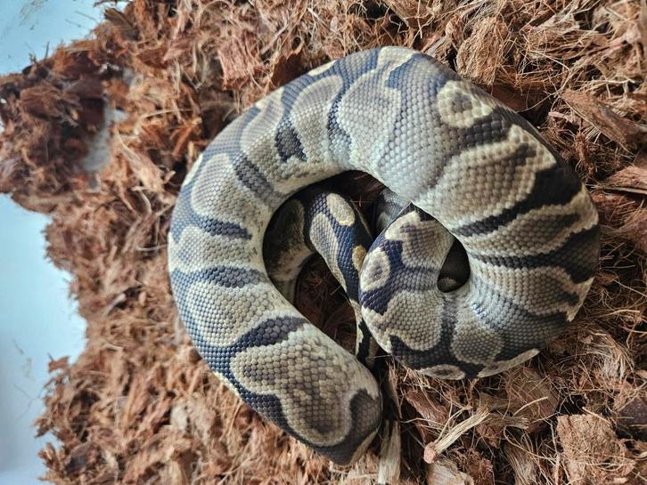 Koningspythons, ballpython