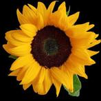 Zonnebloem zaden .....zakje, Ophalen, Voorjaar, Volle zon, Zaad
