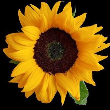  Zonnebloem zaad .....zakje  beschikbaar voor biedingen
