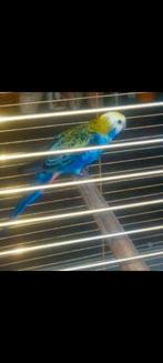 Bleekkop rosella man, Dieren en Toebehoren, Vogels | Parkieten en Papegaaien, Mannelijk, Parkiet