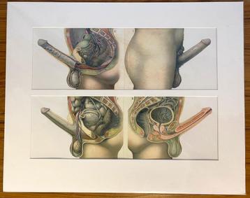 Anatomische plaat van mannelijke anatomie, schoolplaat beschikbaar voor biedingen