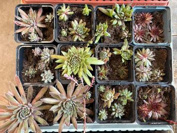 Vetplantjes te koop beschikbaar voor biedingen