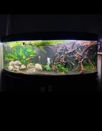 GRATIS Aquarium 150 cm met gebogen glas, Ophalen, Gebruikt, Leeg aquarium