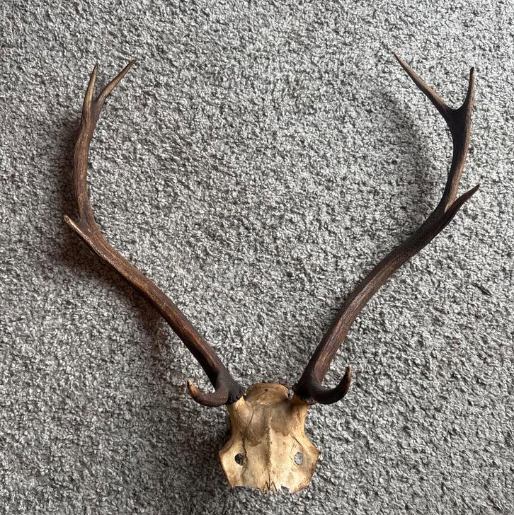 Antiek Gewei - Twee Stuks, Antiek en Kunst, Antiek | Woonaccessoires, Ophalen