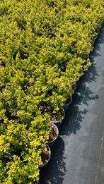 Lonicera maigrun bodembedekkers struikkamperfoelie, Ophalen of Verzenden, Zomer, Halfschaduw