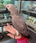 Tamme of jonge vogels gezocht., Dieren en Toebehoren, Vogels | Parkieten en Papegaaien, Meerdere dieren, Parkiet, Tam