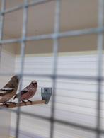 Koppel meesgoudvinken, Dieren en Toebehoren, Meerdere dieren, Geringd