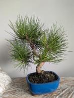 Pinus Thunbergii bonsai 10 jaar, Tuin en Terras, Planten | Bomen, Bloeit niet, Halfschaduw, Minder dan 100 cm, Overige soorten