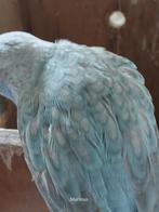 rosella mutatie,s, Dieren en Toebehoren, Vogels | Parkieten en Papegaaien, Meerdere dieren, Parkiet, Geringd